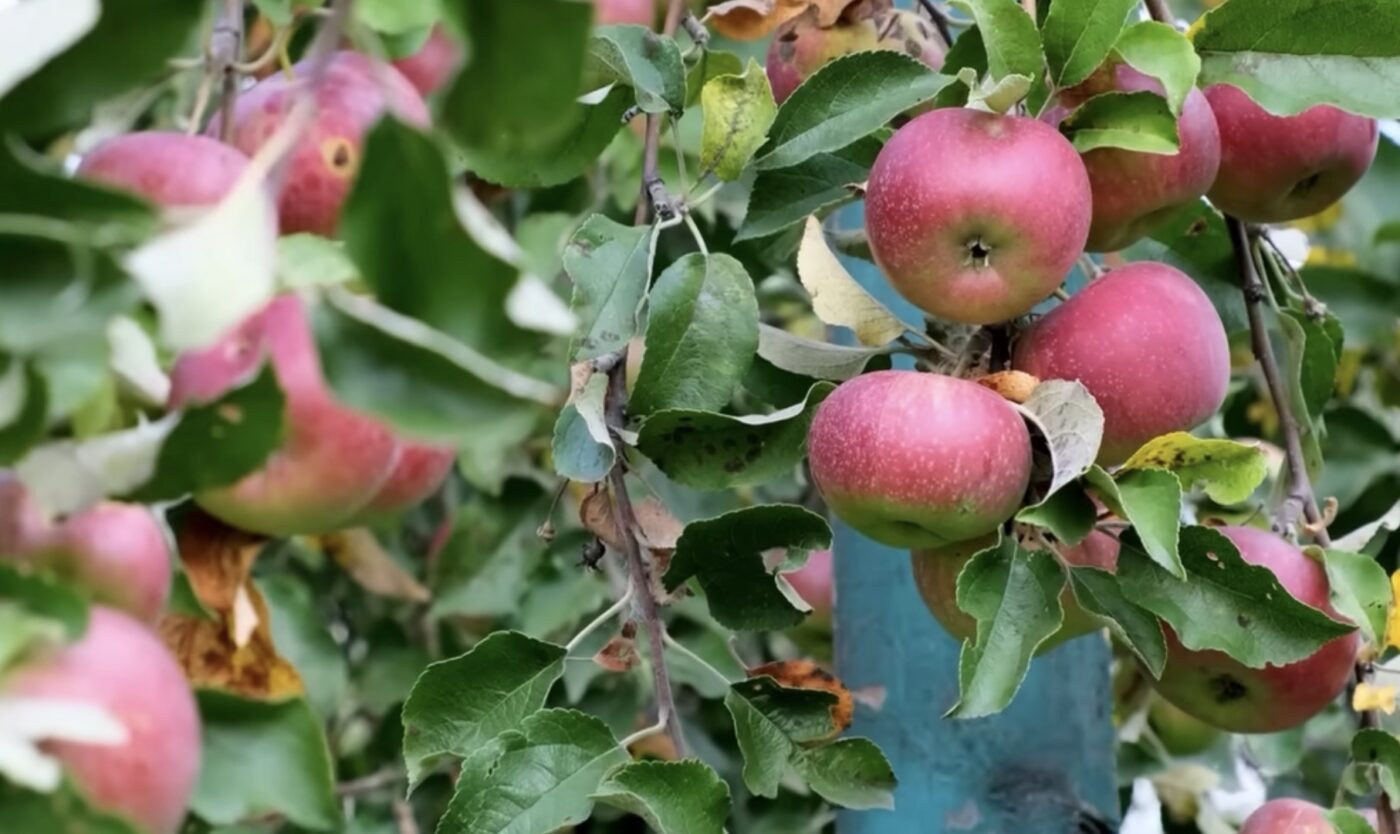 Як швидко й надовго очисти сад від бурʼянів