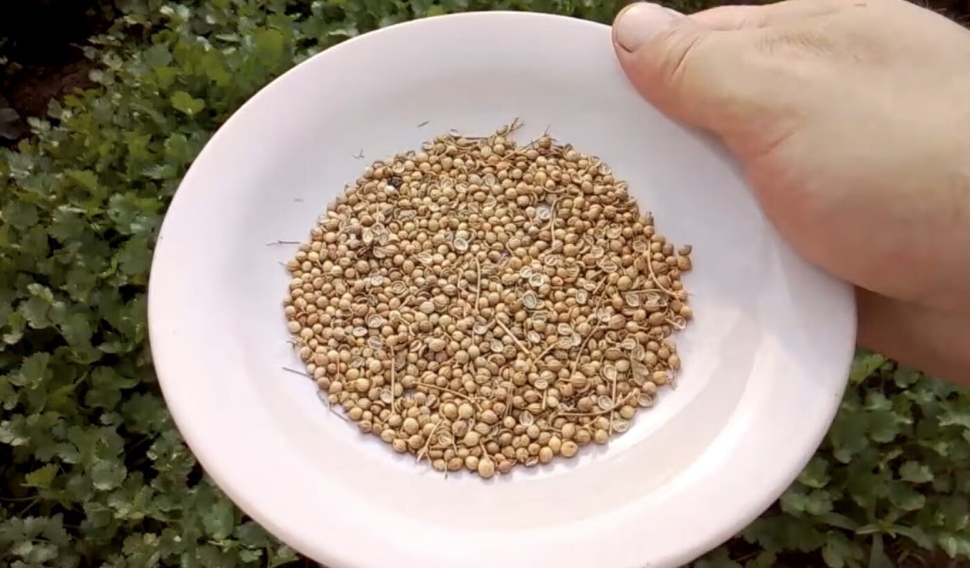 Як вирощувати свіжу кінзу під зиму Як вирощувати свіжу кінзу під зиму