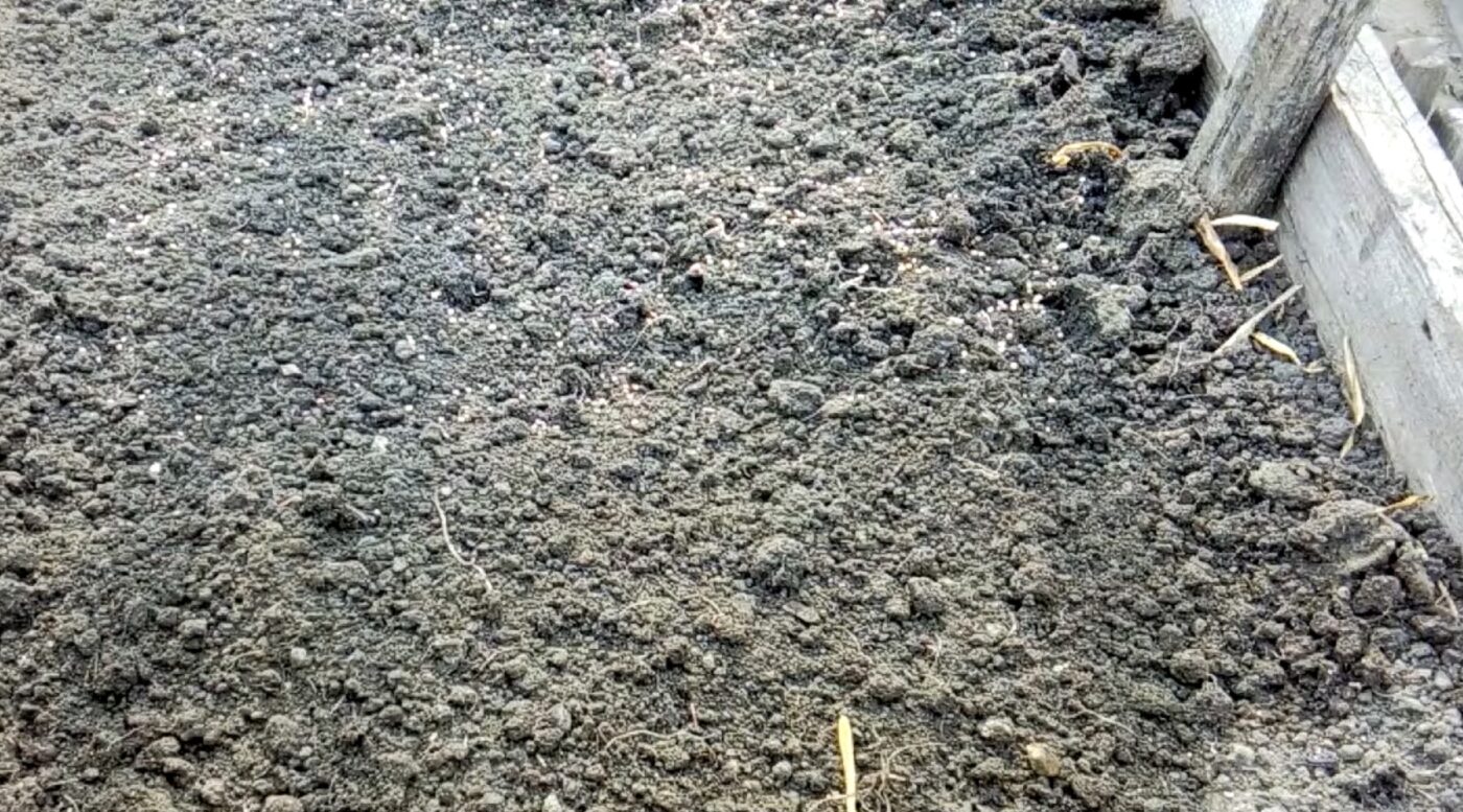 Як вирощувати свіжу кінзу під зиму Як вирощувати свіжу кінзу під зиму