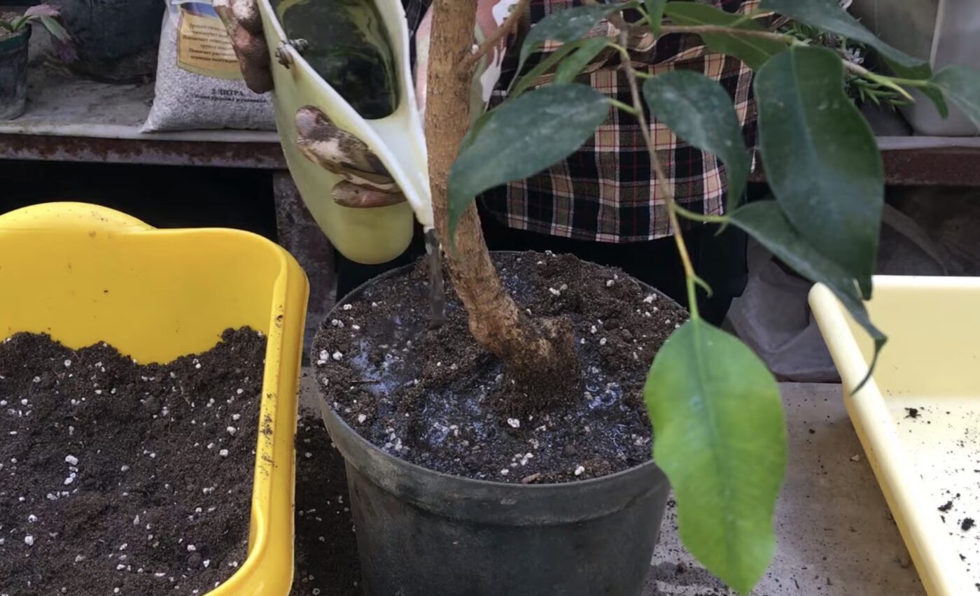 Як і куди правильно пересадити фікус