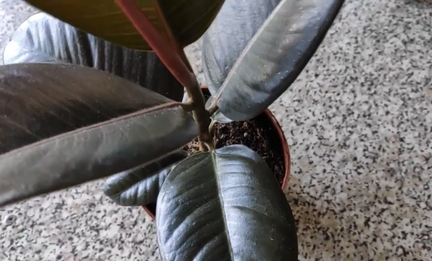 Як і куди правильно пересадити фікус