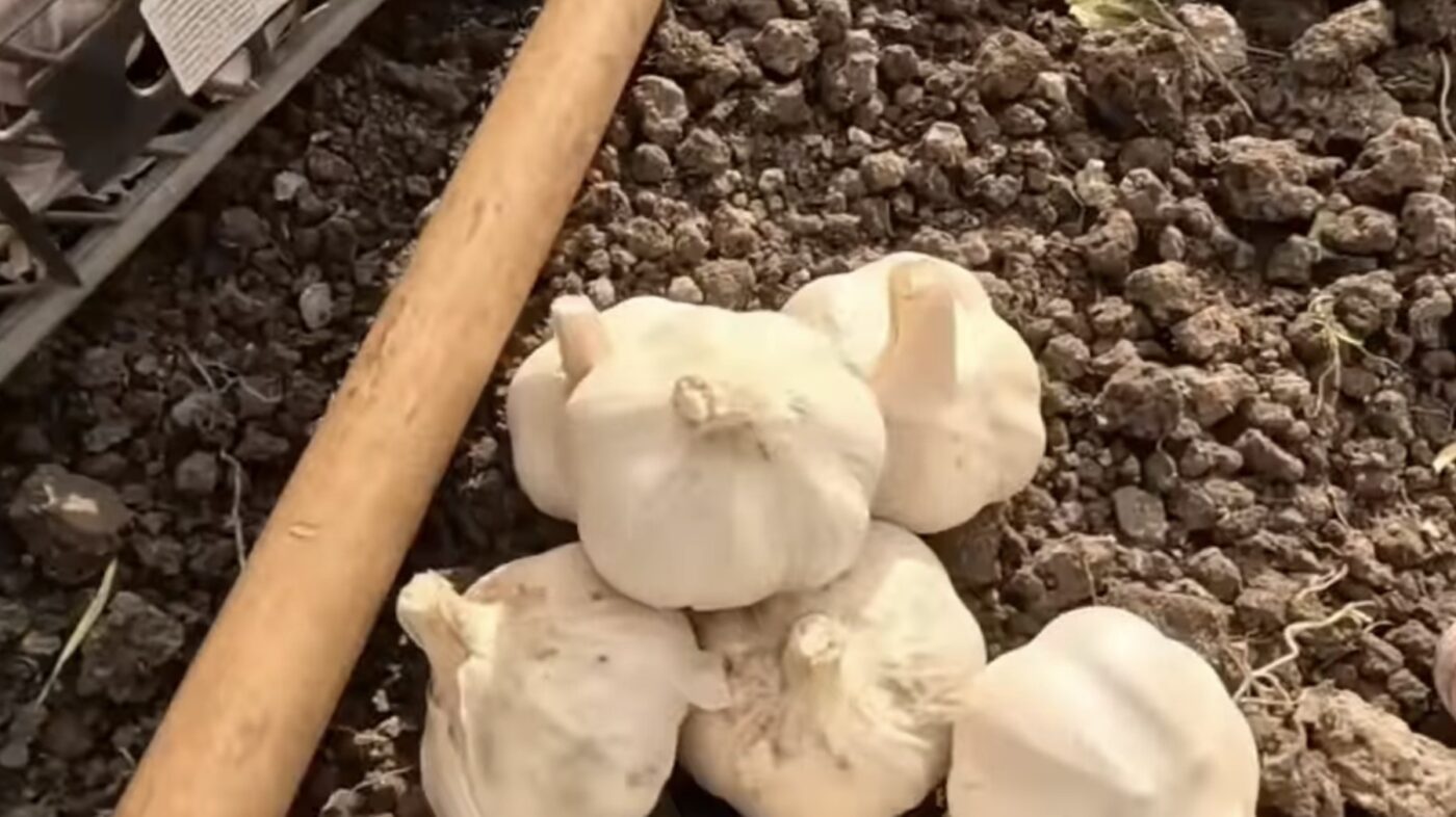 Яке добриво дійсно впливає на ріст часнику