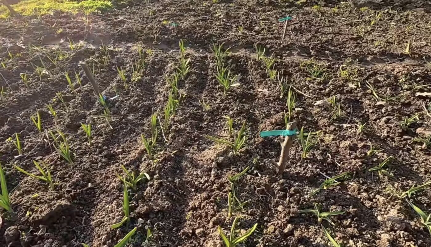 Яке добриво дійсно впливає на ріст часнику