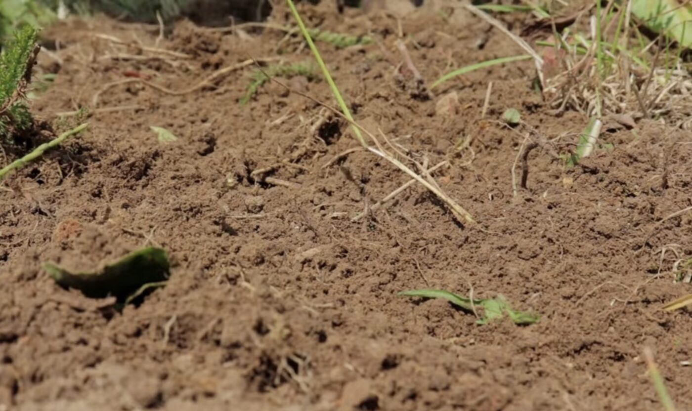 Які добрива роблять ґрунт пухким і родючим Які добрива роблять ґрунт пухким і родючим
