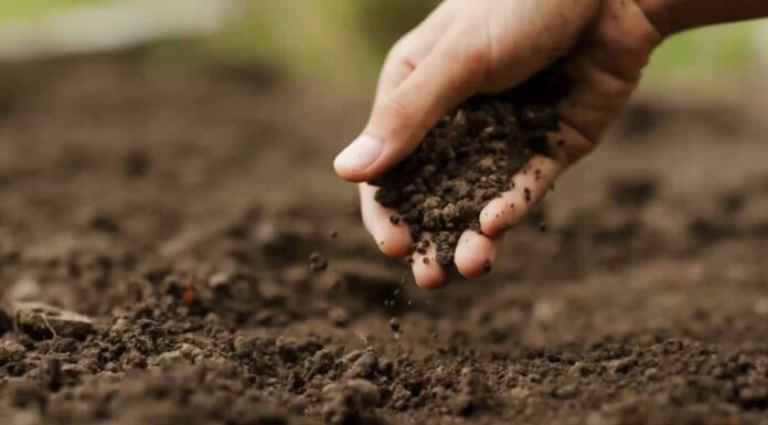 Батько в селі тільки такі добрива і сприймає: не суперфосфат за 1000 грн, а “надійний гній” за нуль копійок Агрономи підказали, яке домашнє добриво працює найкраще на городі