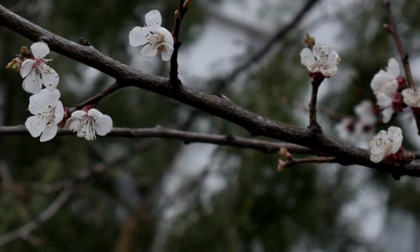 Як захистити дерева від морозів
