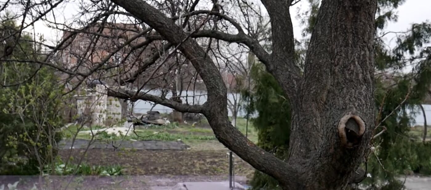 Як захистити дерева від морозів