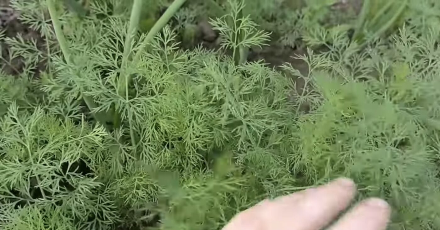 Як правильно сіяти зелень під зиму для гарного врожаю