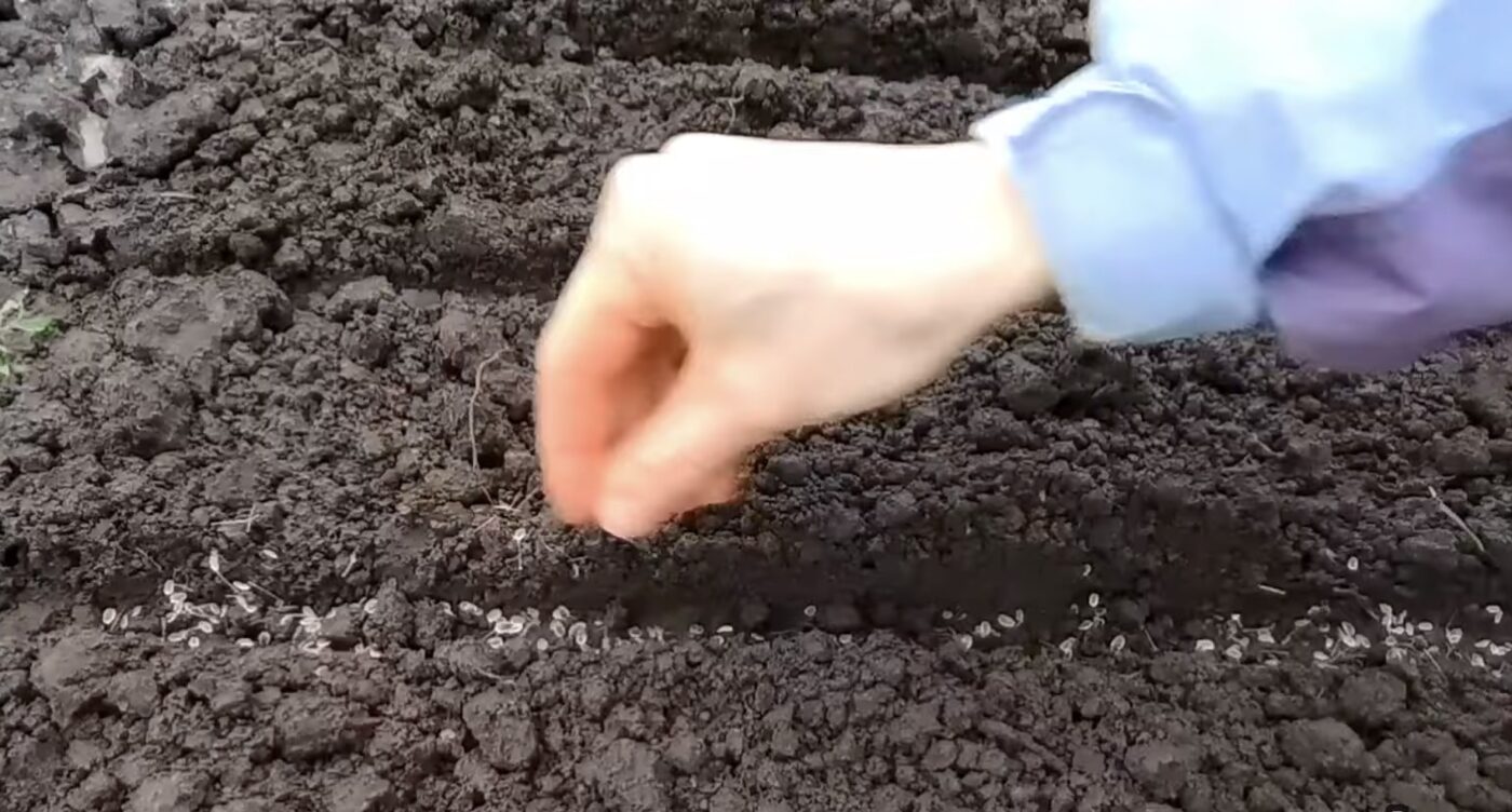 Як правильно сіяти зелень під зиму для гарного врожаю