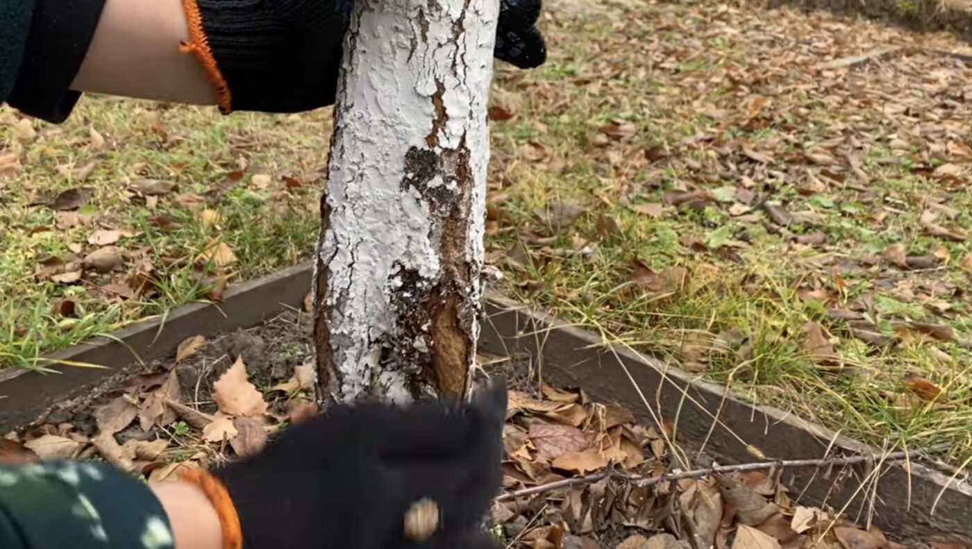 Найкращі дати побілки дерев