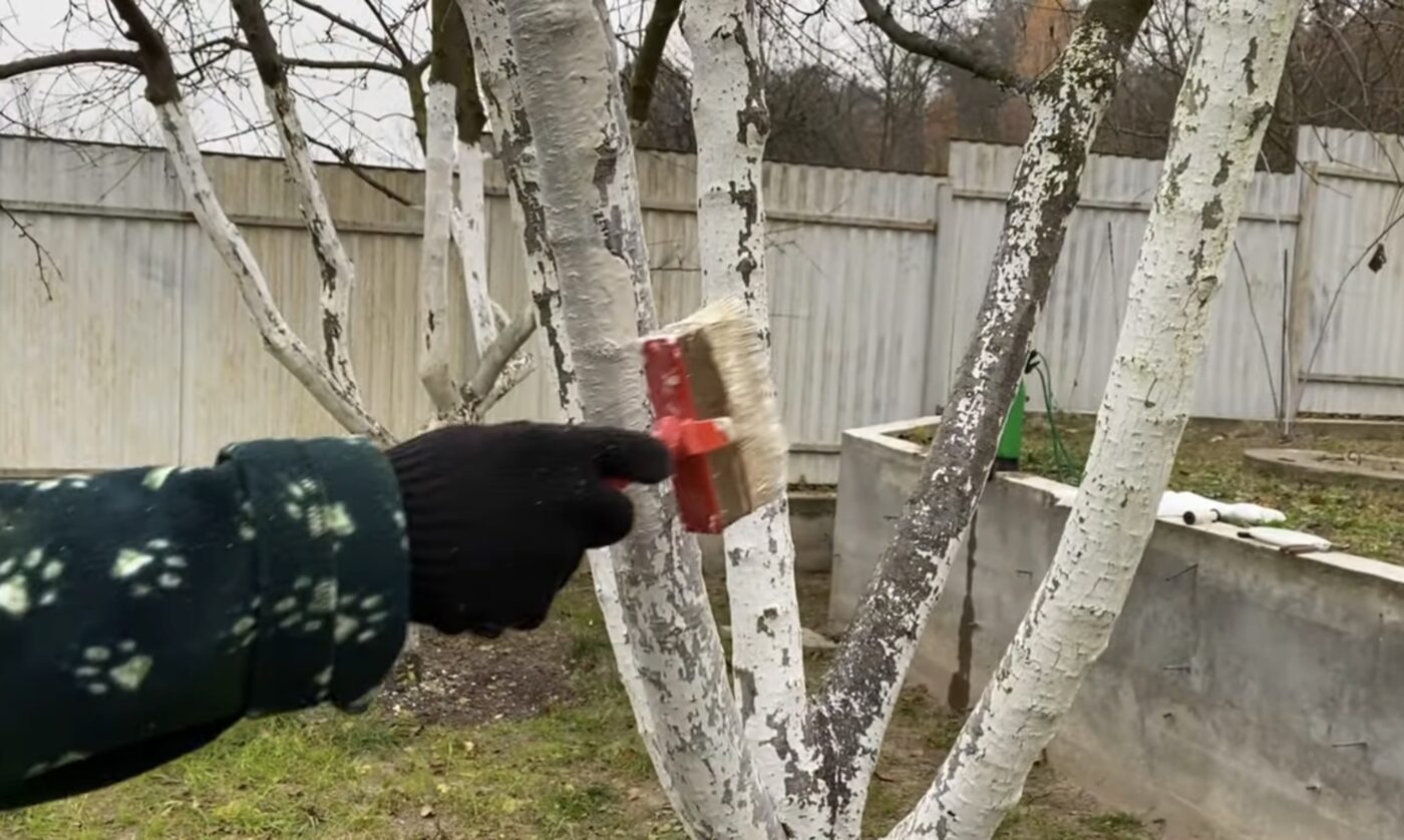 Найкращі дати побілки дерев