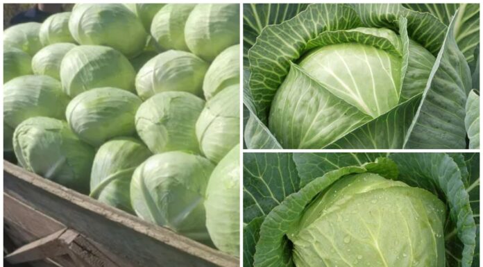 Беру ці 4 сорти білокачанної капусти вже пʼятий рік поспіль: врожайність хороша не на словах, а на справі Агрономи назвали чотири сорти капусти, які варто посадити цьогоріч