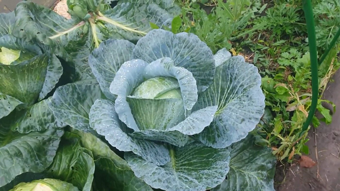 Кухарі назвали найкращі сорти капусти для квашення