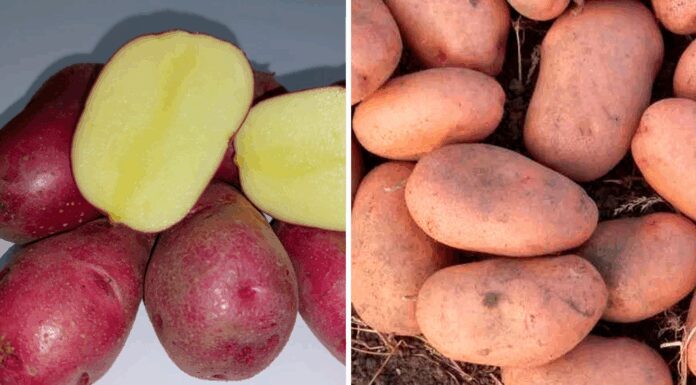 Навіть не Белла Росса: 2 сорти картоплі, які точно посаджу у 2026 – вони просто рекордсмени гарного врожаю Городники назвали два сорти картоплі, що дають стабільно великий урожай