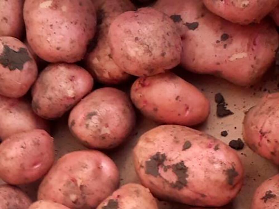 Яка температура підходить для зберігання овочів і фруктів