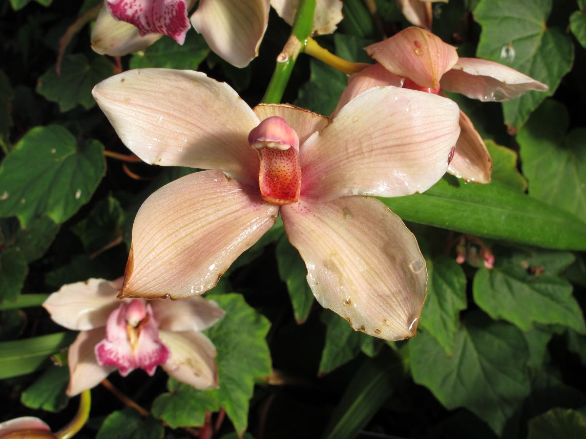 Садівники розповіли, які підживлення найкраще використовувати для пишного цвітіння орхідеї