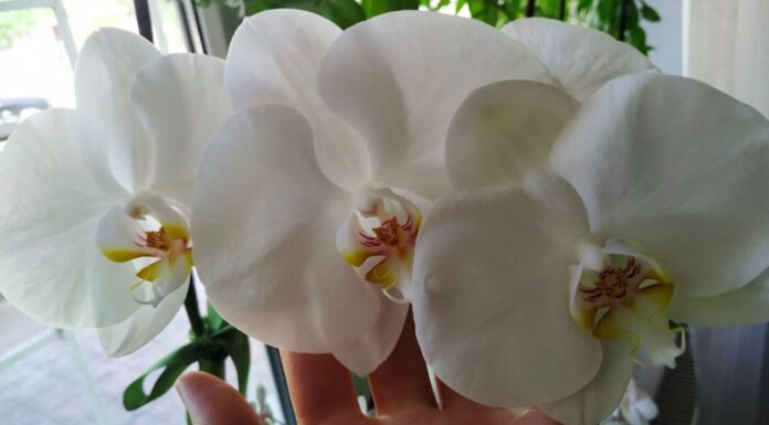 1 таблетка – і орхідея активно формує нові квітконоси. Цей рецепт підживлення перевірено роками Квітникар поділився дієвим методом підживлення орхідеї