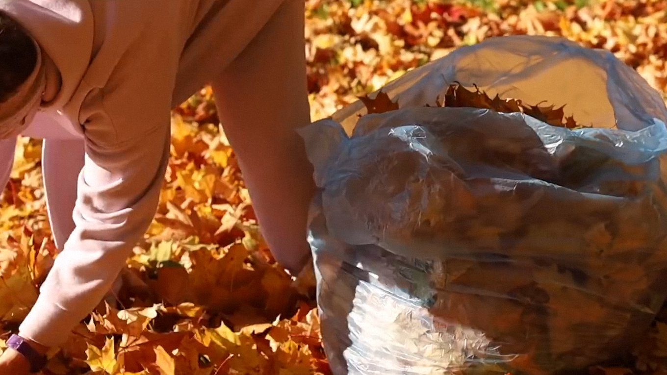Садівники показали, як правильно мульчувати опалим листям ягідні кущі та грядки