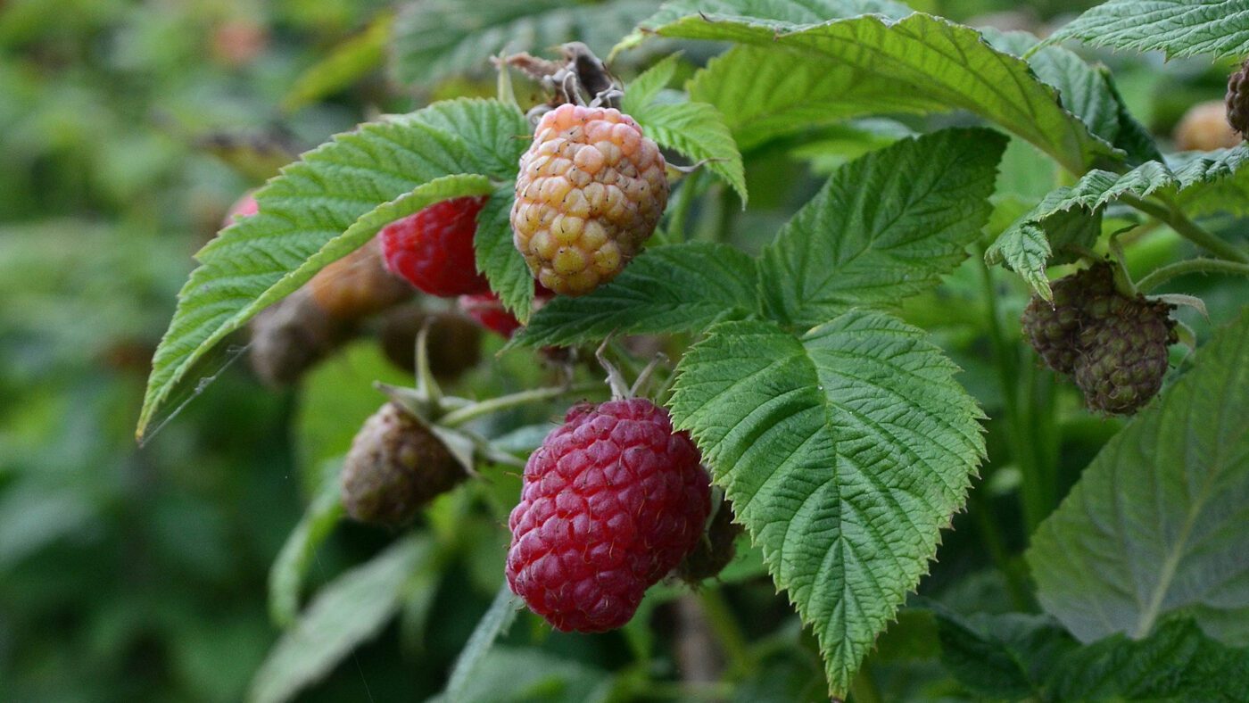 Городники показали, як родить малина після правильної осінньої обрізки та підживлення