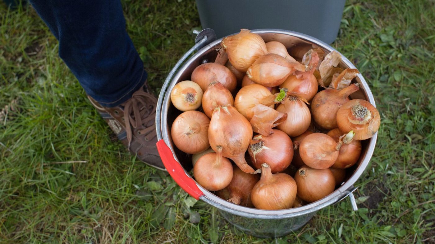  Найкраще добриво для озимої цибулі