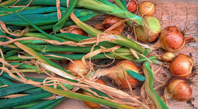 А ви знаєте, чому гниє цибуля при зберіганні? 3 основні причини + 1 метод, як зберігати цибулю Агрономи назвали три основні помилки при зберіганні врожаю цибулі