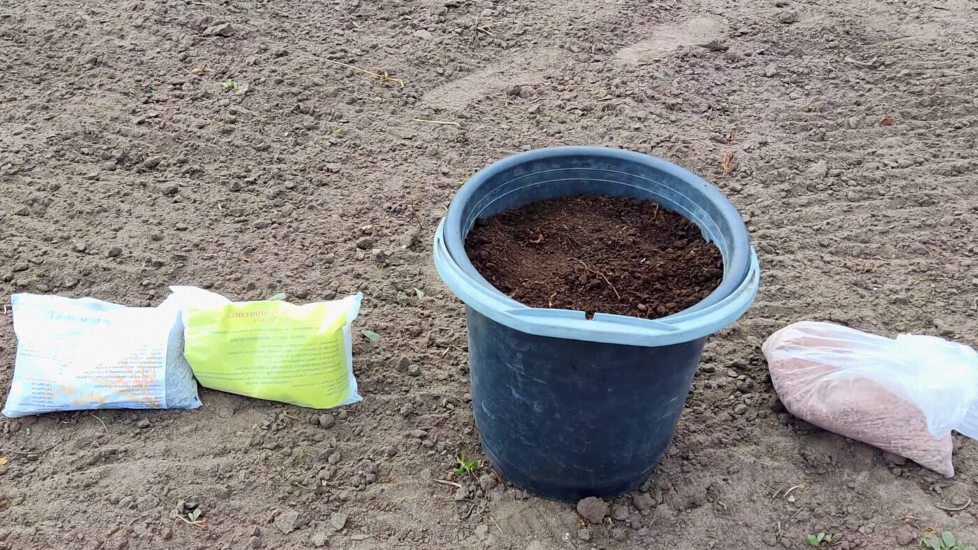 Городники пояснили, як правильно підготувати грядку під часник