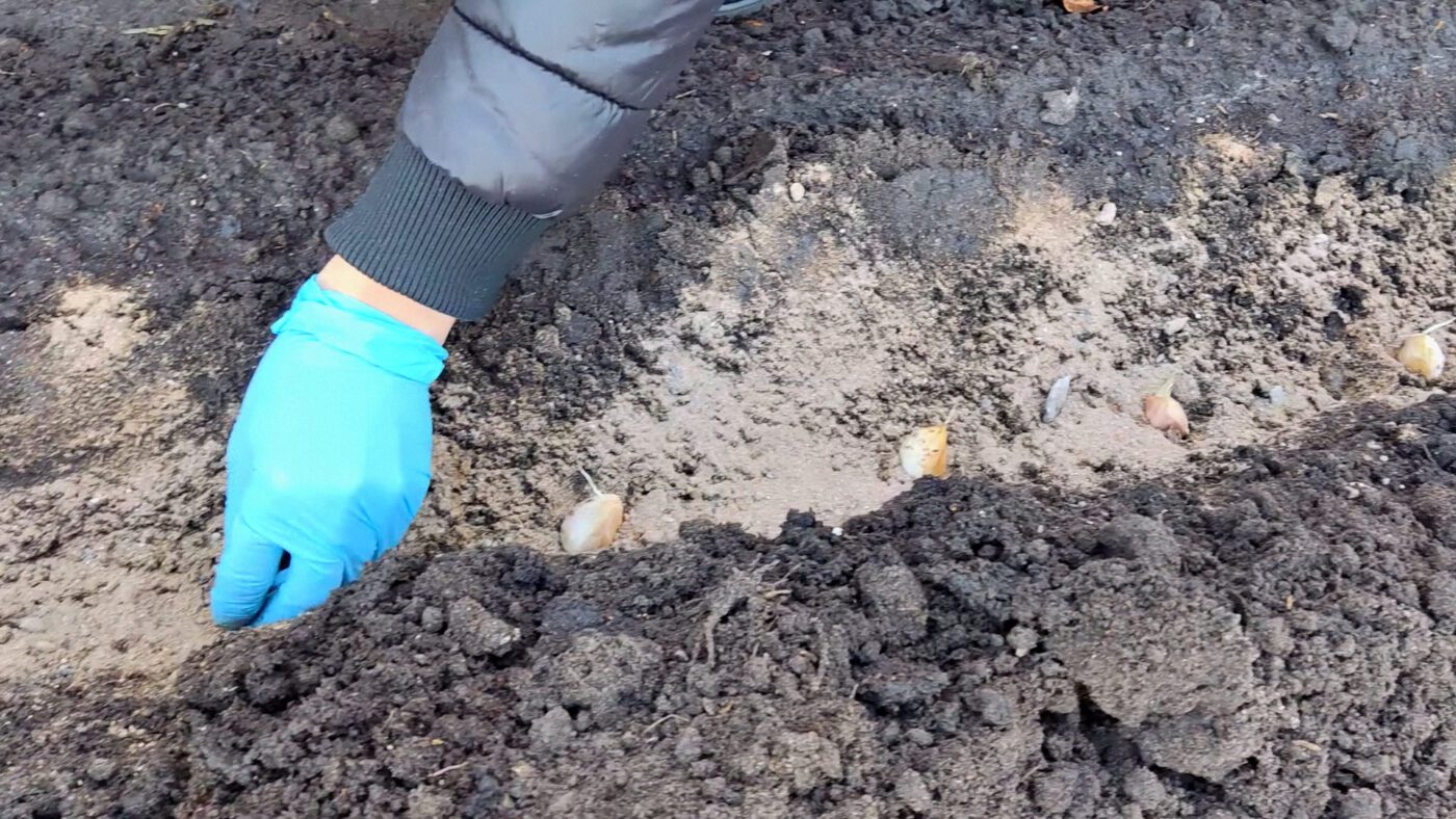 Основні помилки висадки озимих культур