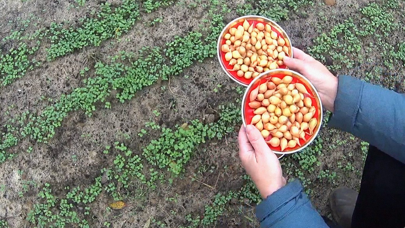 Найкраще добриво для озимої цибулі