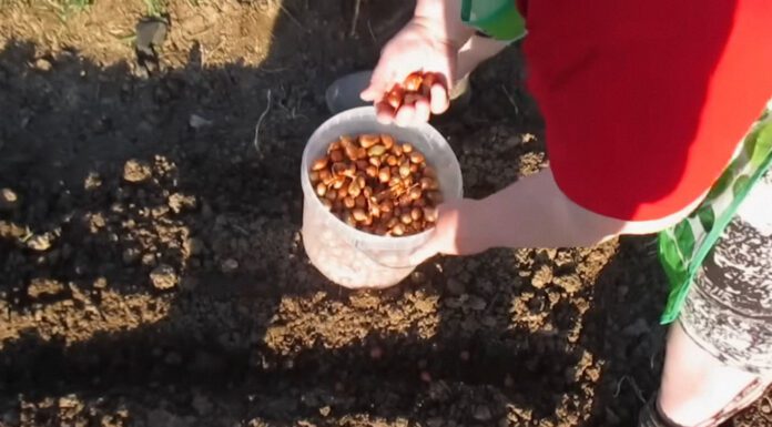 Городники розповіли про перевірений метод підготовки цибулі до посадки