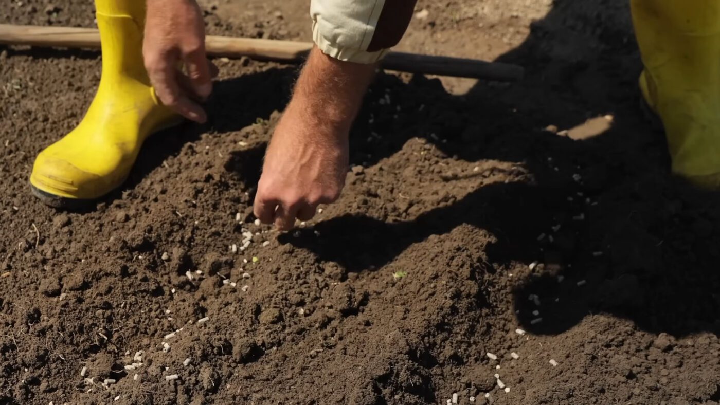 Борозенки глибиною до 2 см і щедріша норма насіння – основа густої весняної зелені