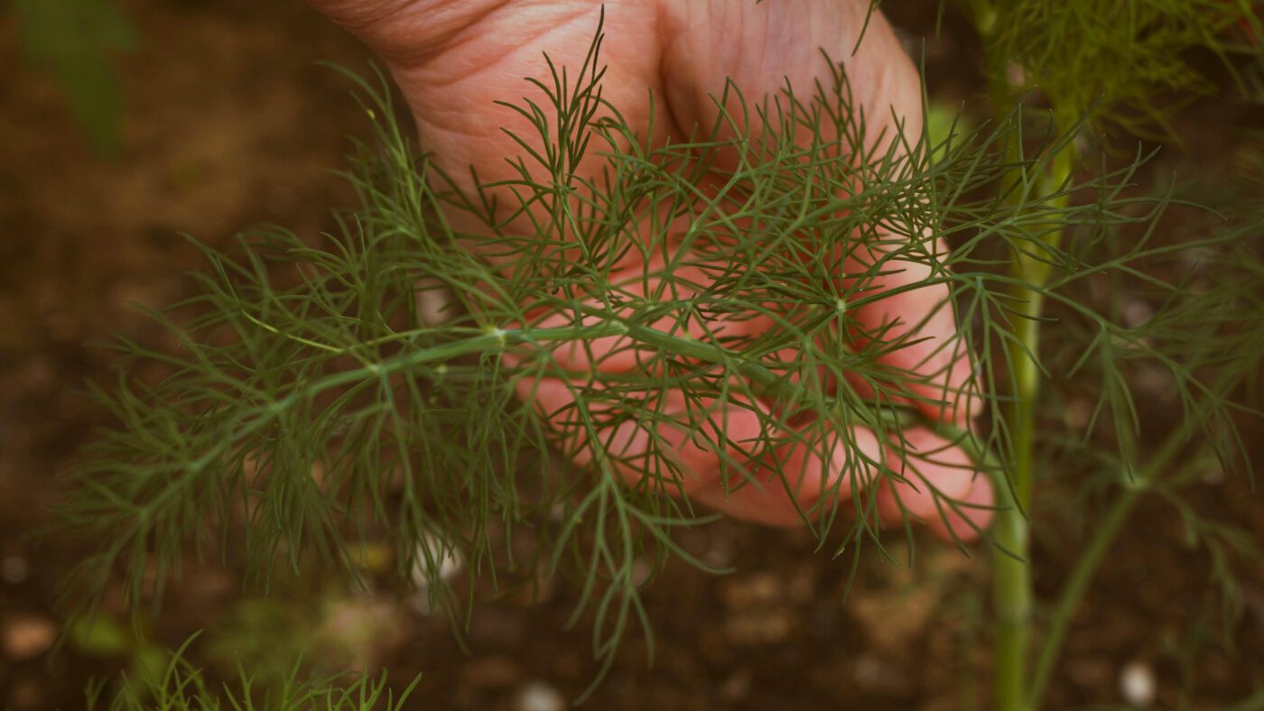 Кріп після зимового посіву виростає дуже густим, ароматним та смачним