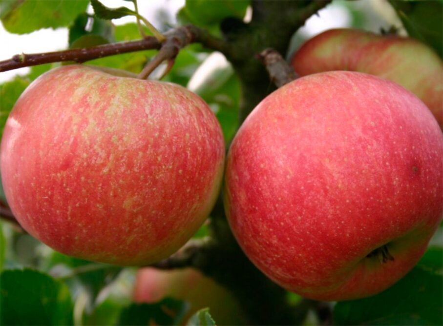 Яка температура підходить для зберігання овочів і фруктів