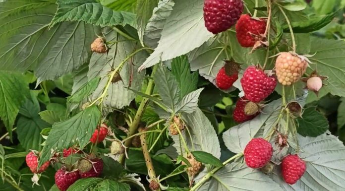 Саджу 4 кущі цього сорту малини в березні – і збираю врожай відрами до самих заморозків: сусіди заздрять Садівники назвали перевірений сорт малини, що дає урожай до зими. Фото: скріншот з відео