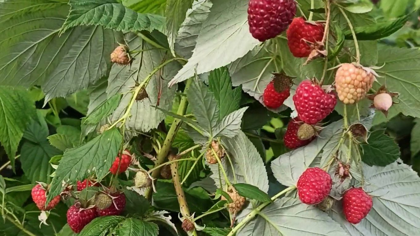 Навіщо та чим треба підживлювати малину взимку