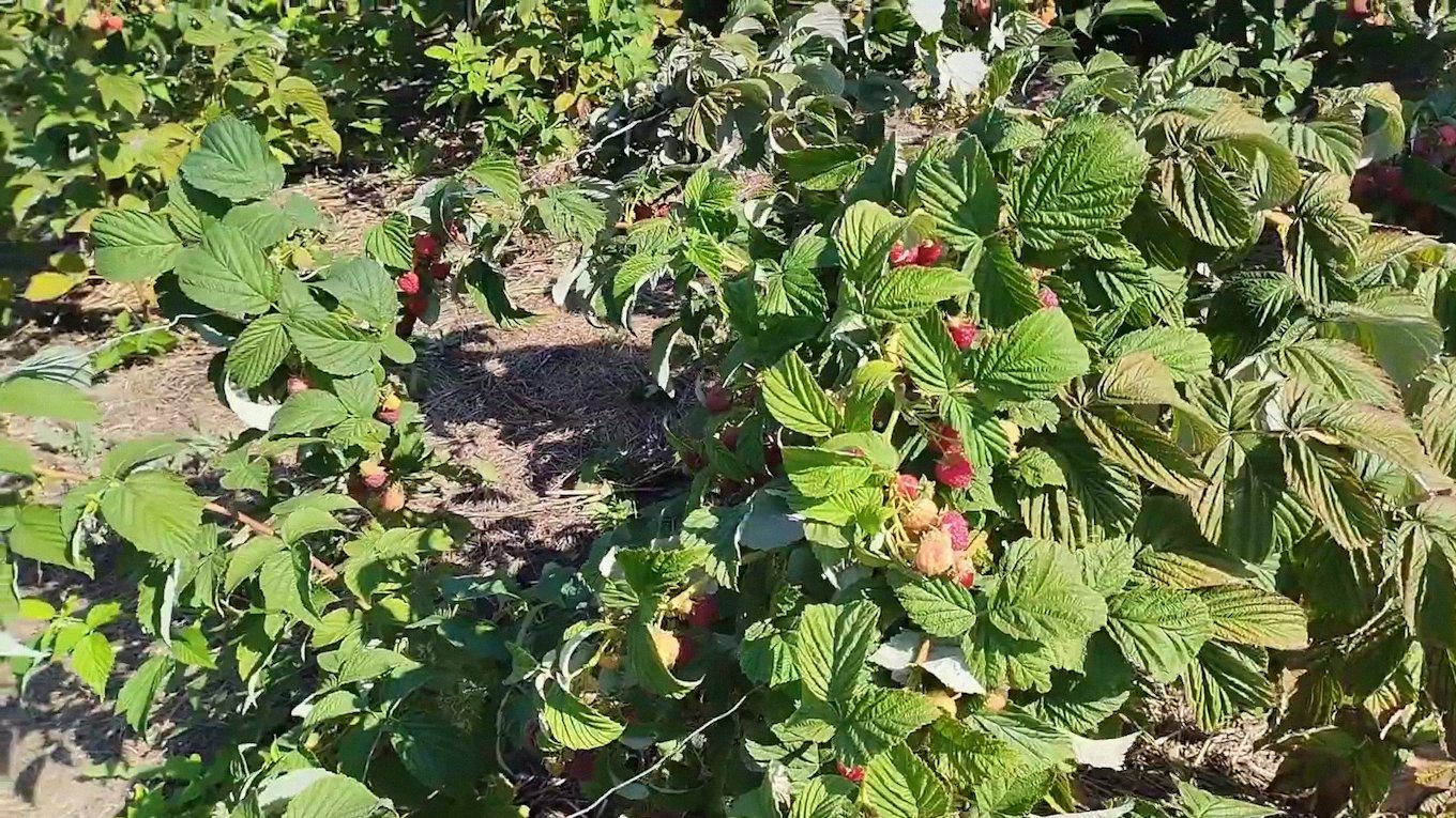Садівники порадили 2 сорти витривалої та високоврожайної ремонтантної малини