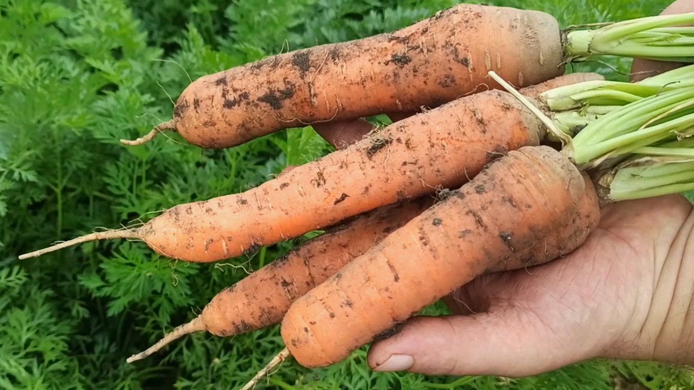 Городники порадили, які сорти моркви можна висівати до грудня 2025 року