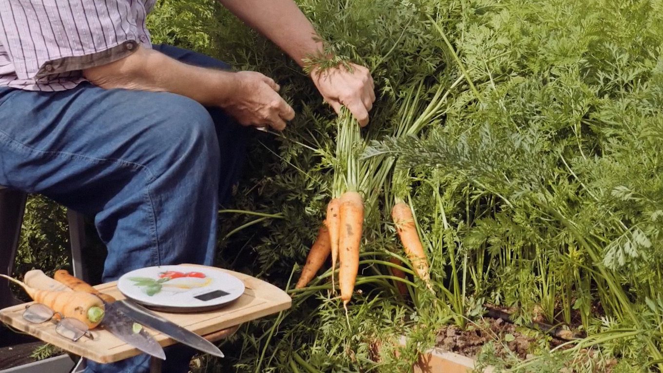 Городники порадили, які сорти моркви можна висівати до грудня 2025 року