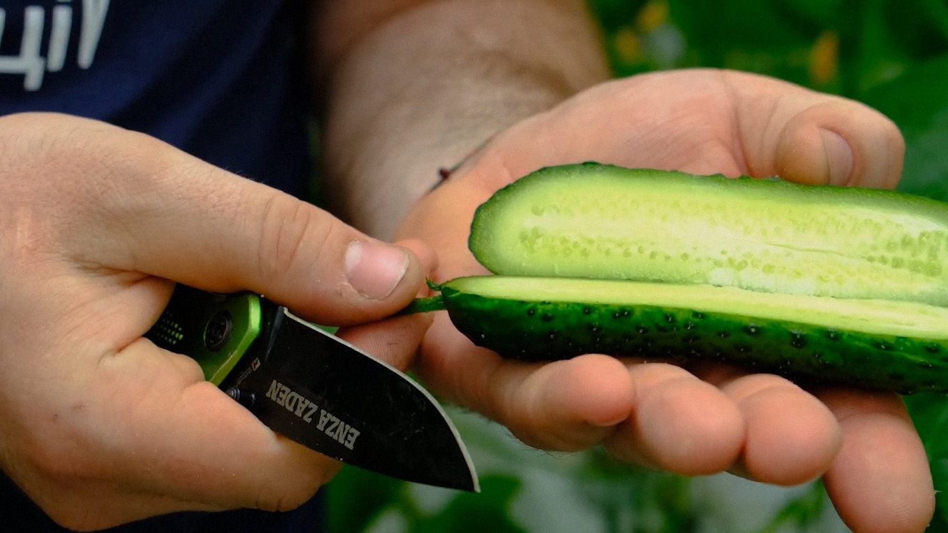 Городники порадили найстійкіші та найурожайніші сорти огірків