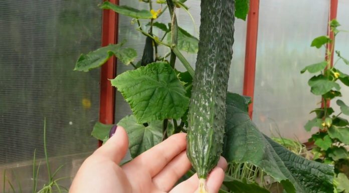 Посіяла 1 пакетик “для експерименту” – а тепер планую 30 метрів грядок під ці огірки: хрумкі навіть у спеку Городники назвали сорт огірків, що дають найбільший урожай