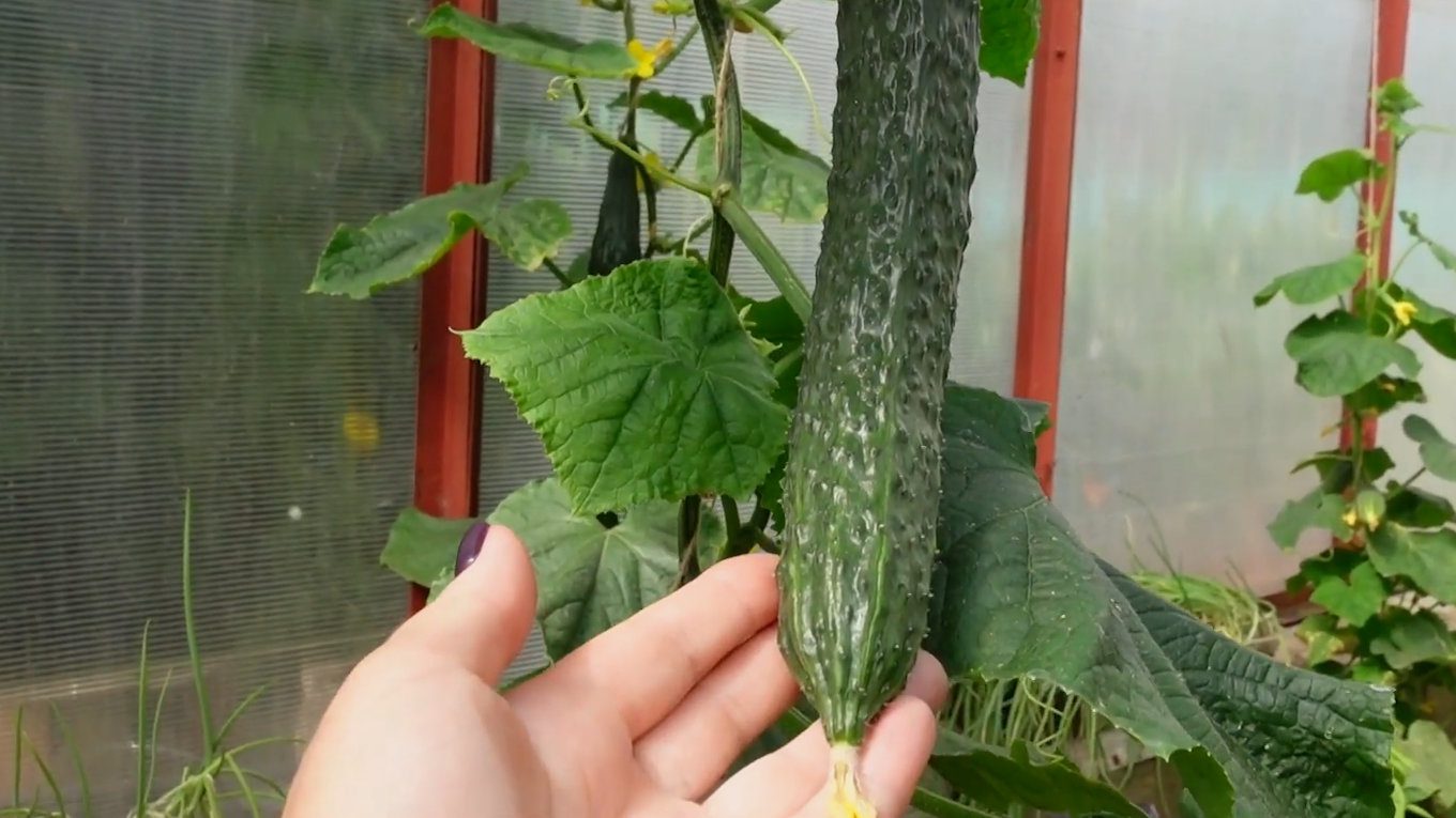 Агрономи показали сорти огірків, які гарно ростуть навіть за мінливої погоди