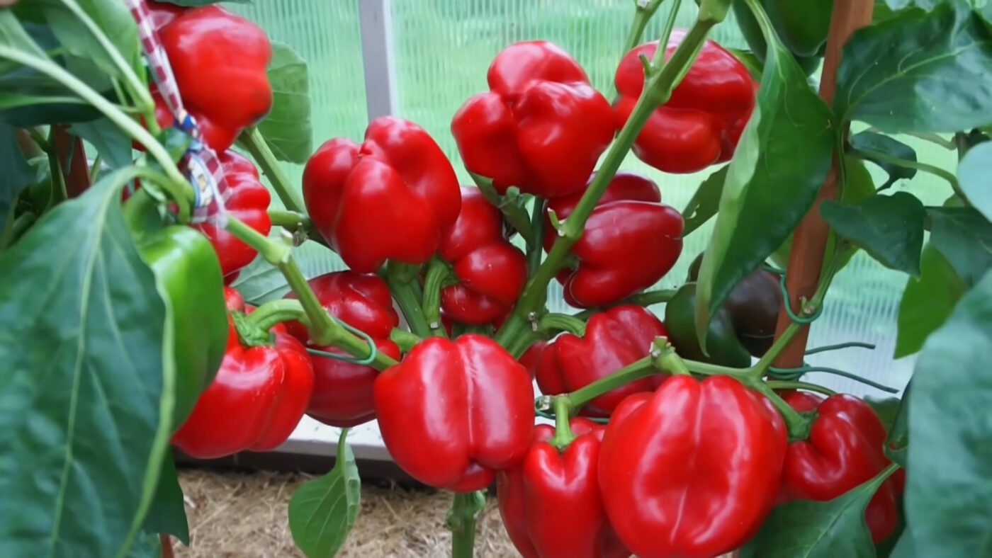 Агрономи назвали 4 найурожайніші сорти перцю для сезону 2026