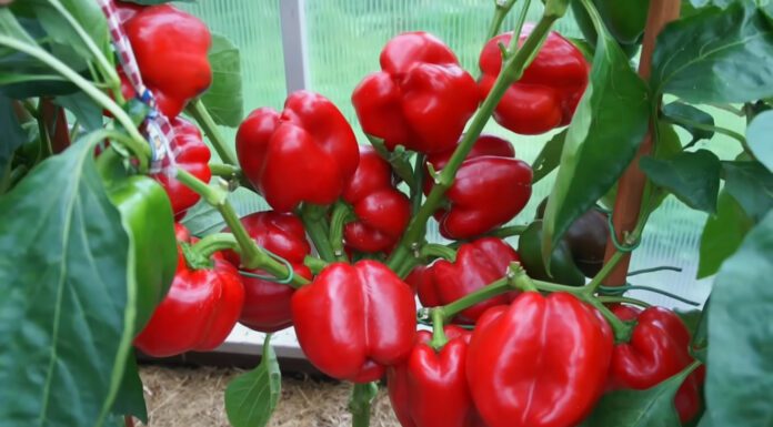 Городники вже стоять у чергах: купую ці 3 сорти перцю в січні, бо потім їх не знайти – врожай буде раннім Городники назвали три сорти перцю високої врожайності