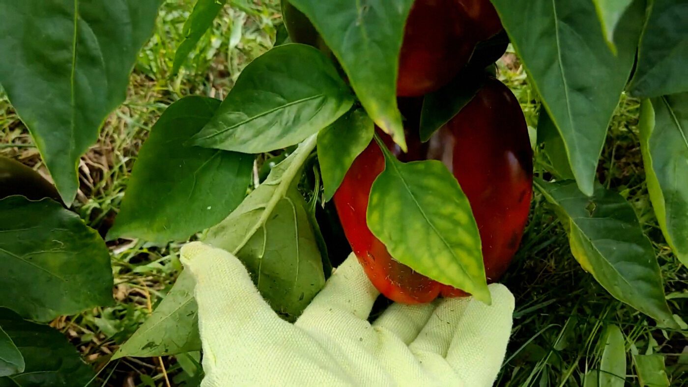 Агрономи назвали 4 найурожайніші сорти перцю для сезону 2026