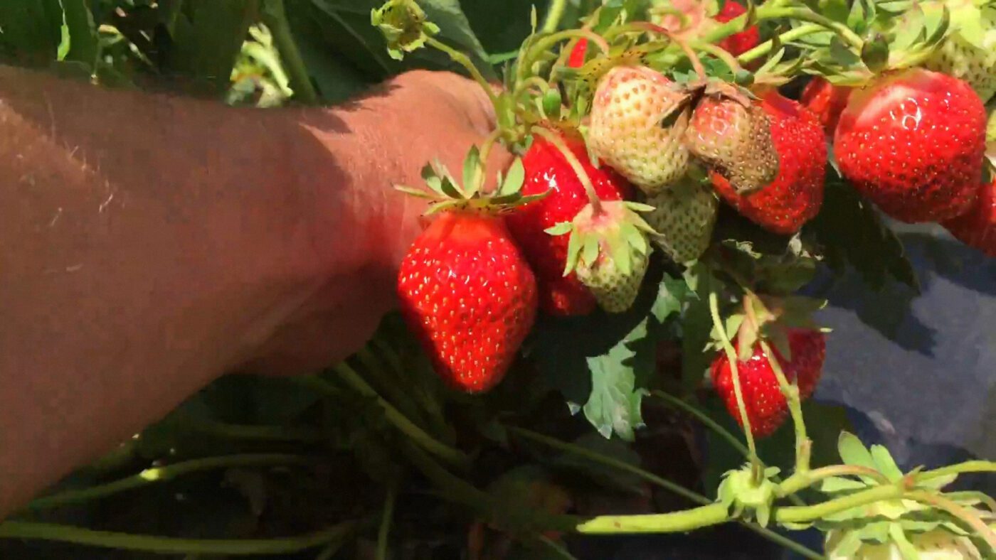 Городники порадили 4 найурожайніші сорти ранньої та ремонтантної полуниці