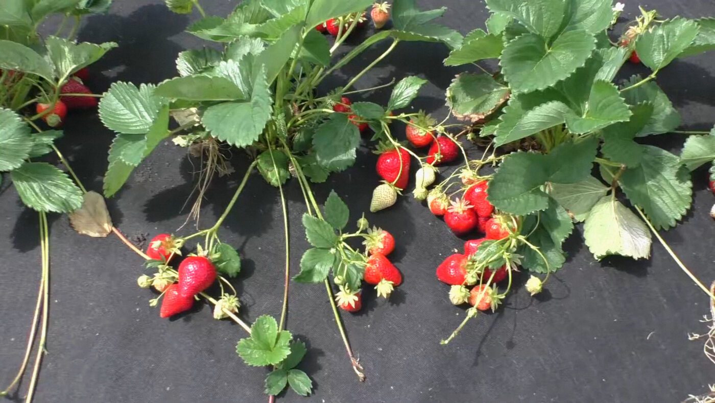 Городники порадили 4 найурожайніші сорти ранньої та ремонтантної полуниці