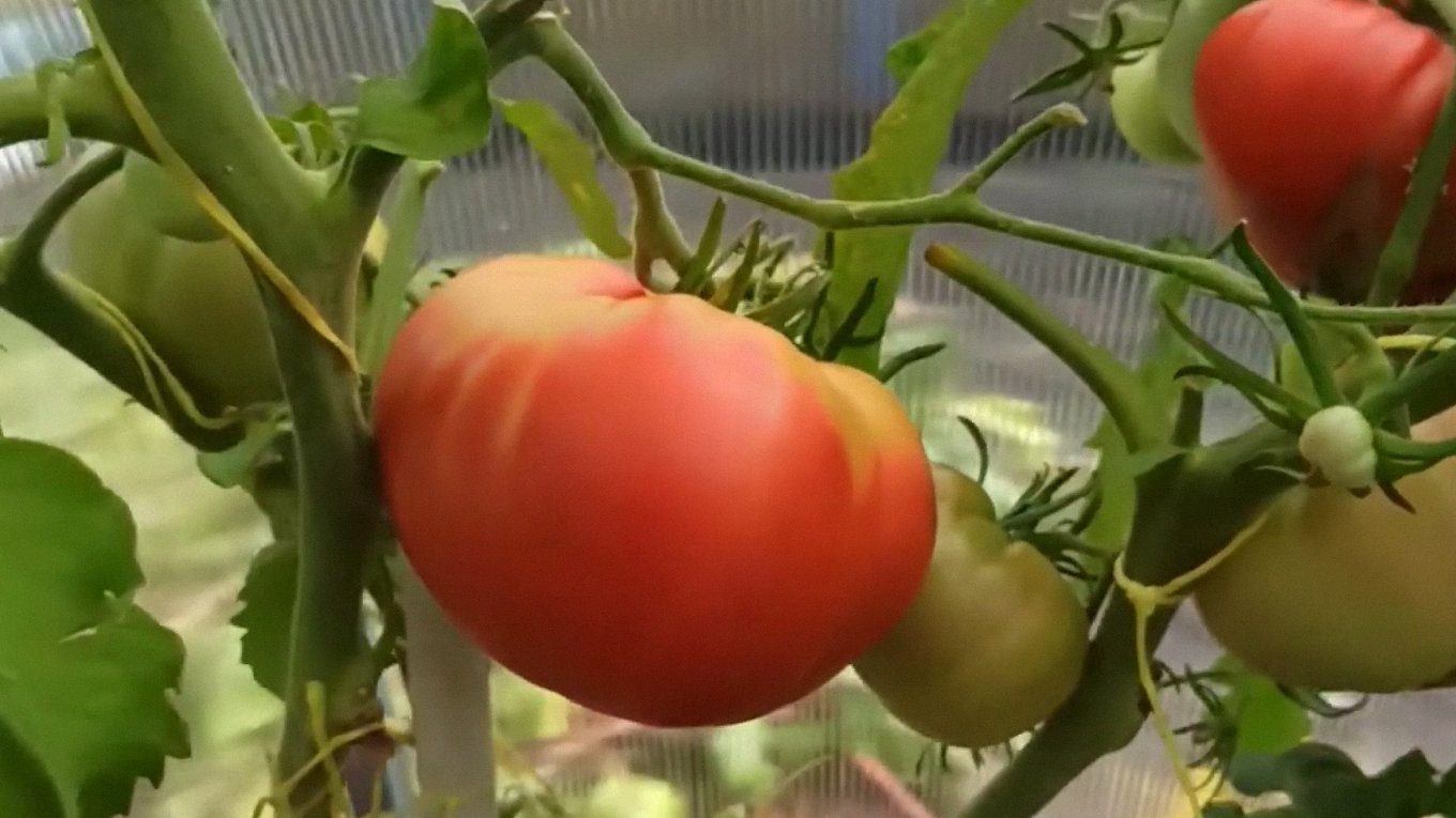 Городники назвали 3 найурожайніші сорти помідорів для відкритого ґрунту і теплиці