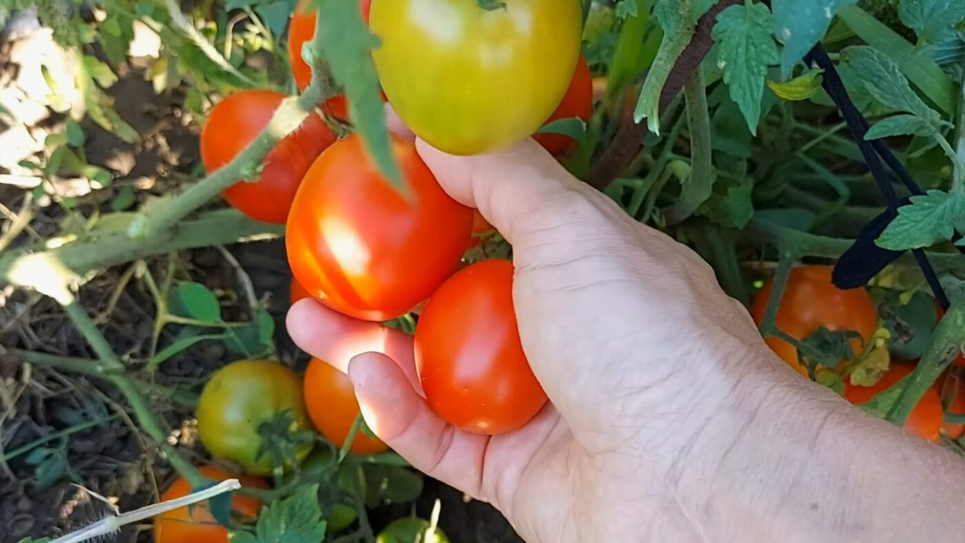 Агрономи порадили 3 сорти смачних та урожайних томатів для вирощування на городі