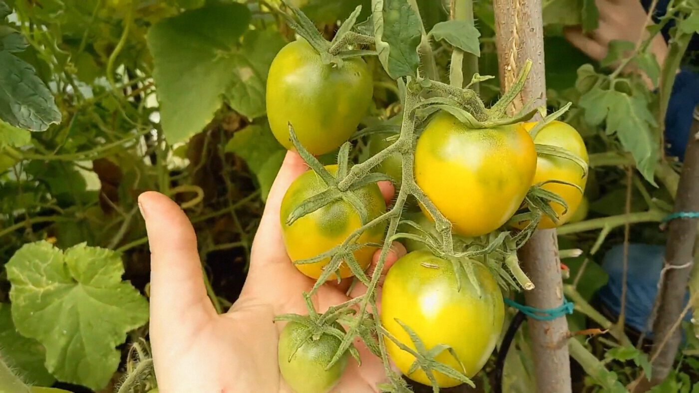 Городники показали сорти помідорів, які родять до пізньої осені та лежать до грудня