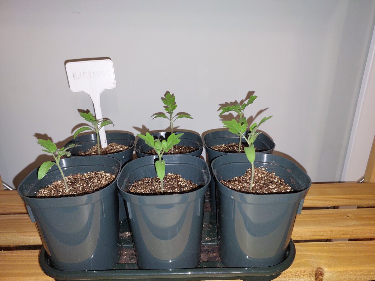 Експерти пояснили, як правильно сіяти томати під зиму, аби врожай був гарантовано на висоті