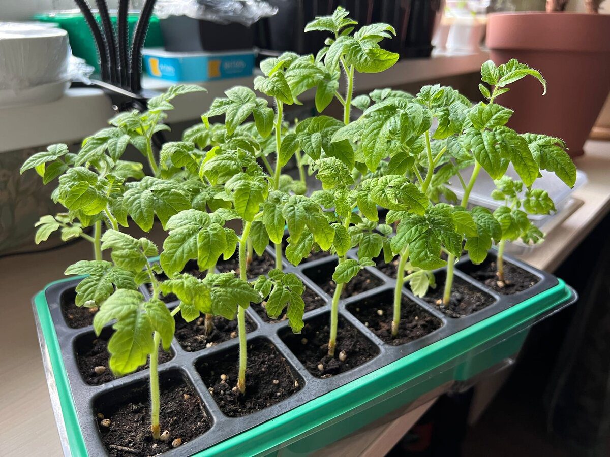 Експерти пояснили, як правильно сіяти томати під зиму, аби врожай був гарантовано на висоті